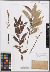Foto von Salix caprea L. x Salix eleagnos Scop.